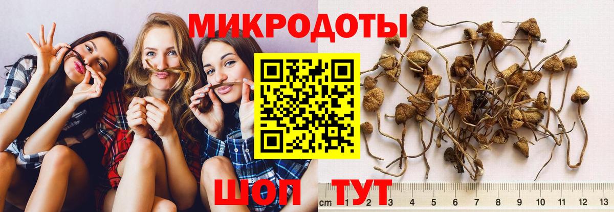Галлюциногенные грибы Psilocybe Якутск